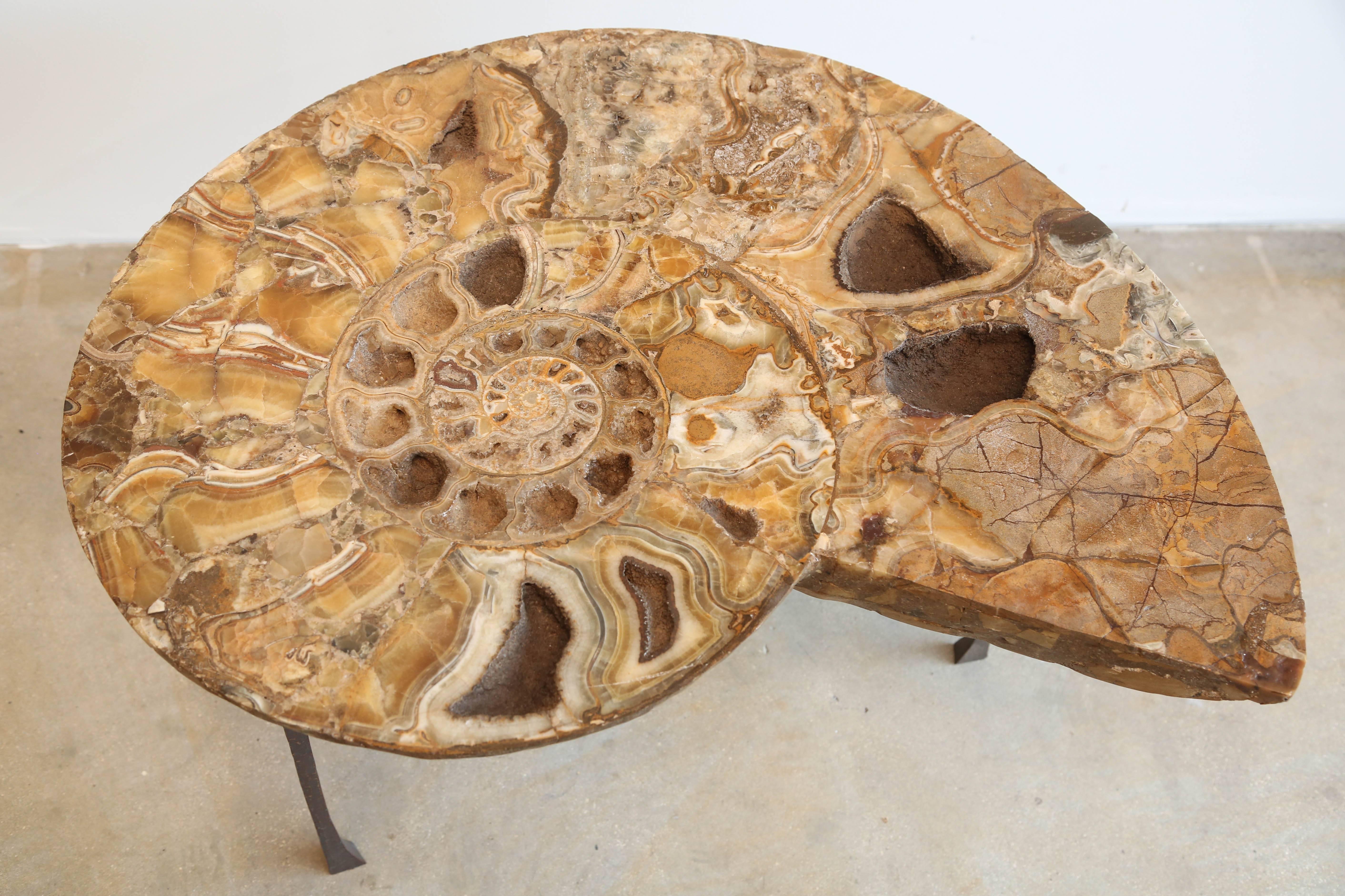 fossil coffee table