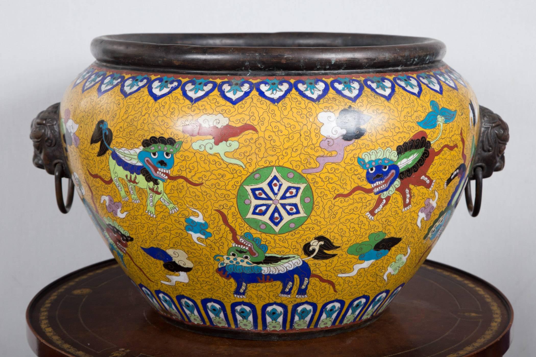 Cloisonné on brass planter in bright yellow, decorated with foo dogs, kylins, monsters and abstract forms. Brass lion heads with ring handles. Rolled brass top edge.