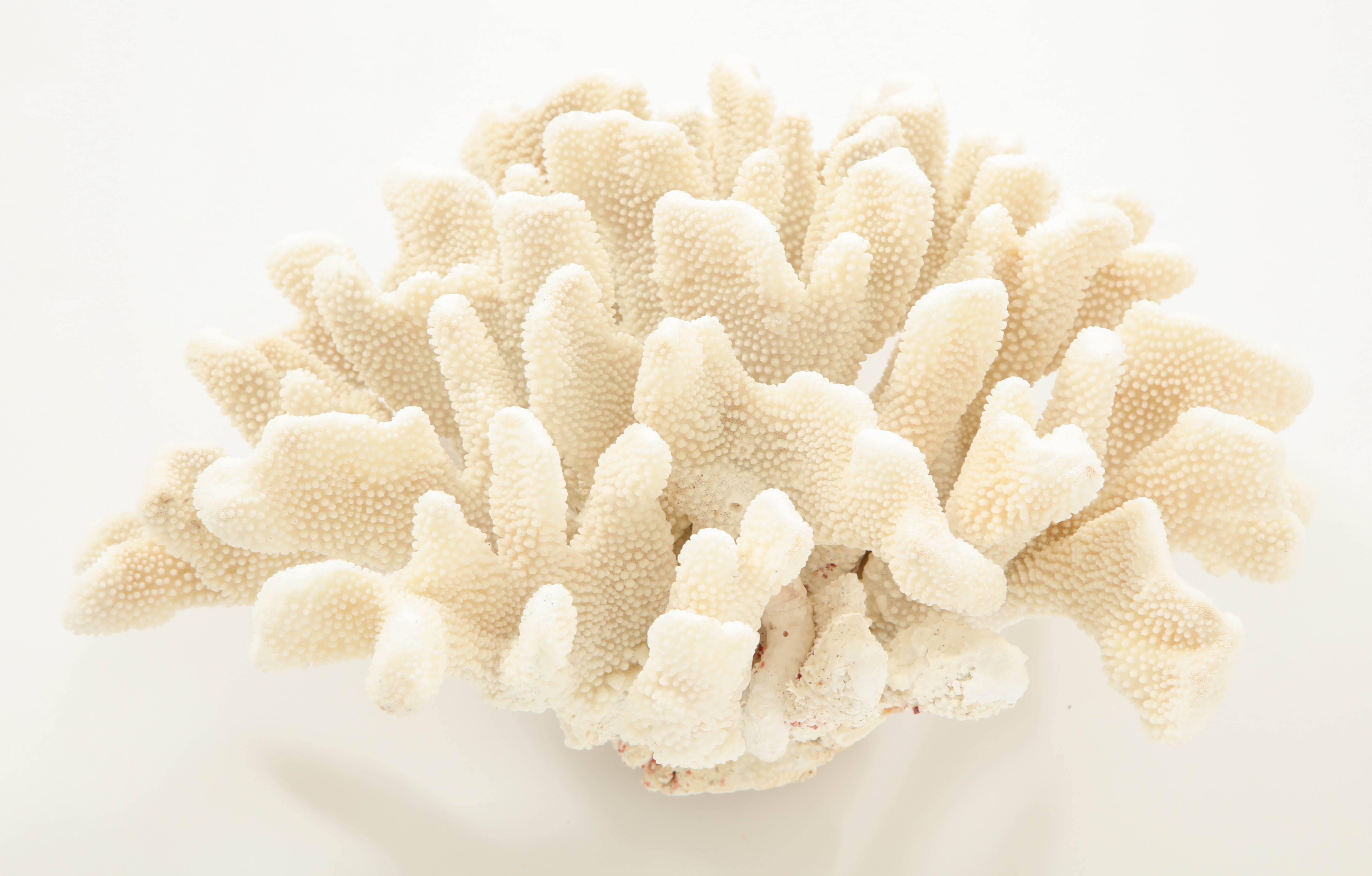 Organic Modern Large Vintage Coral