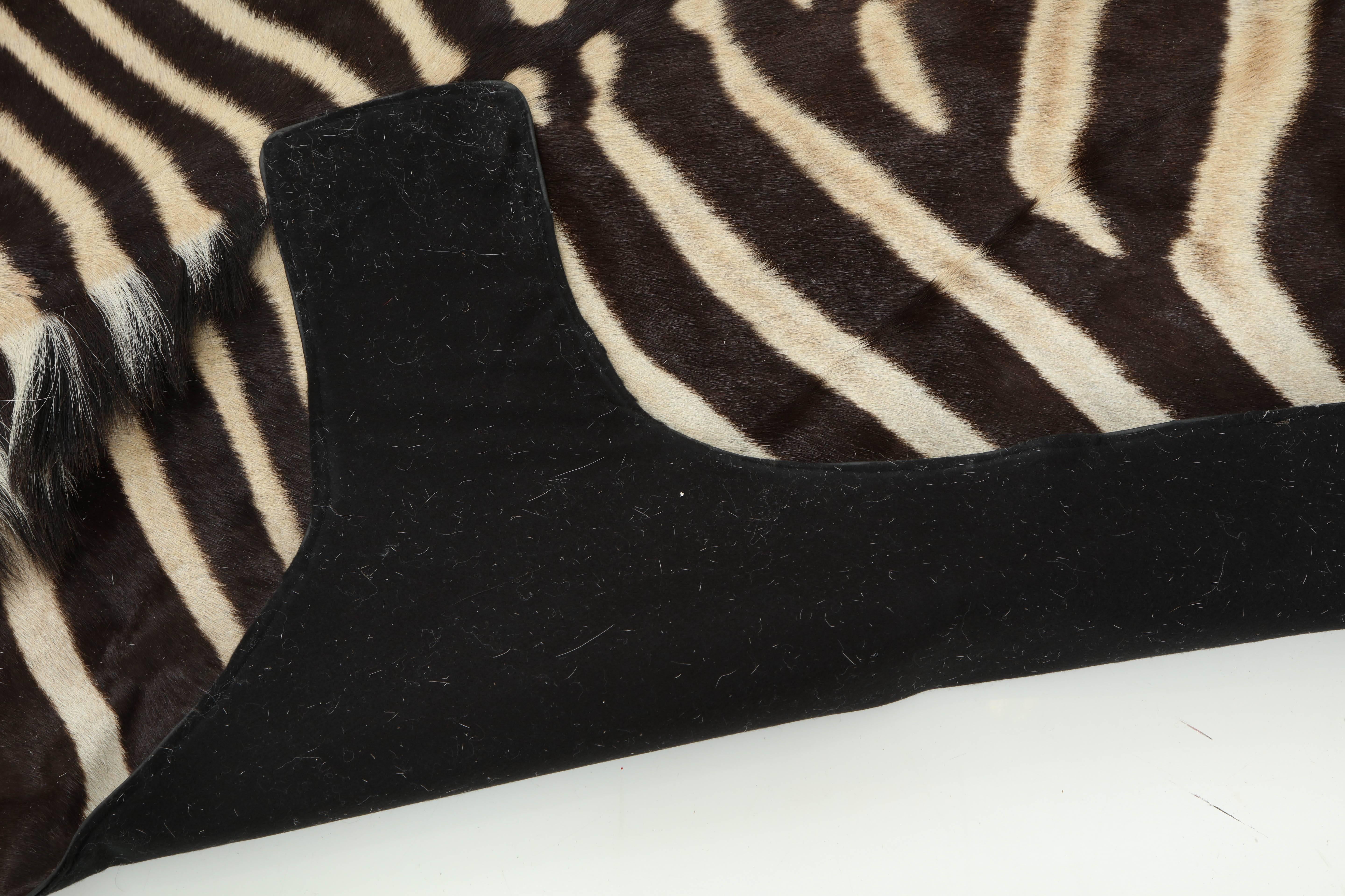 Contemporary Rug, Zebra Hide, Backed with Leather Trim