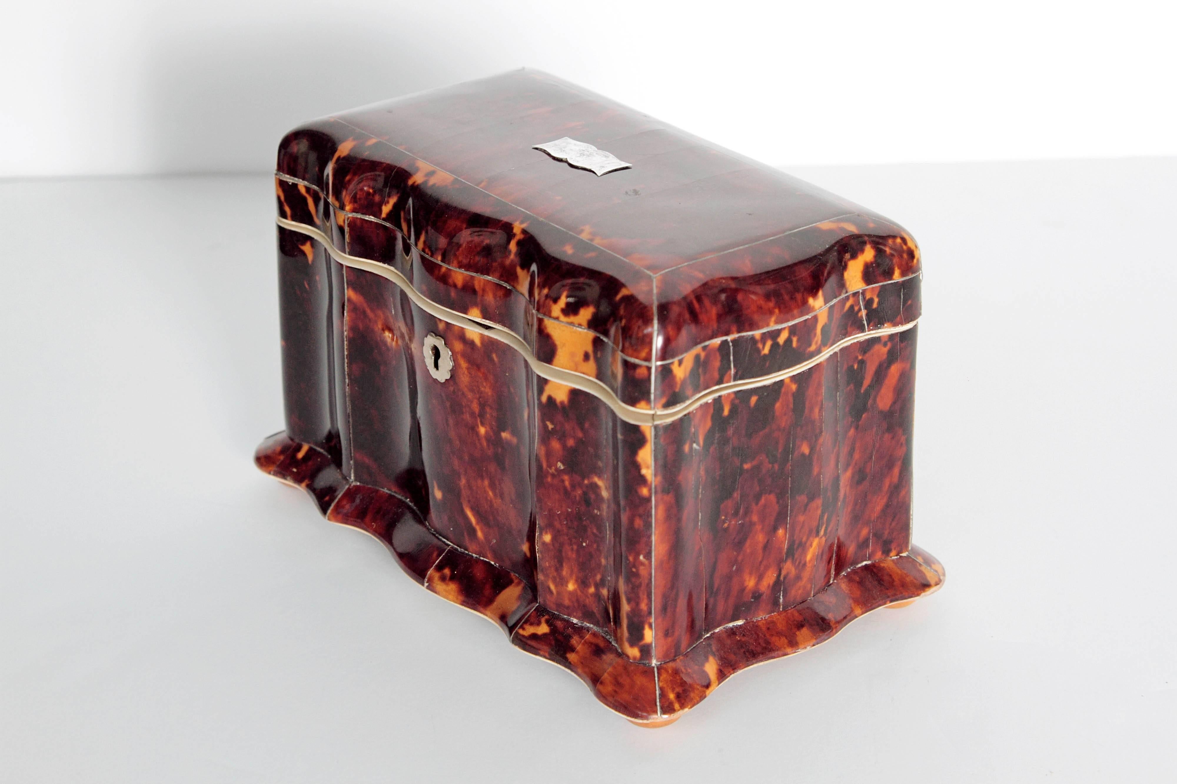 19th century English tortoiseshell tea caddy with undulating front and scalloped base with bun feet. The interior with two unlined compartments for tea, each lid with tortoise shell and silver painted knobs. Interior base and lid lined in bone with