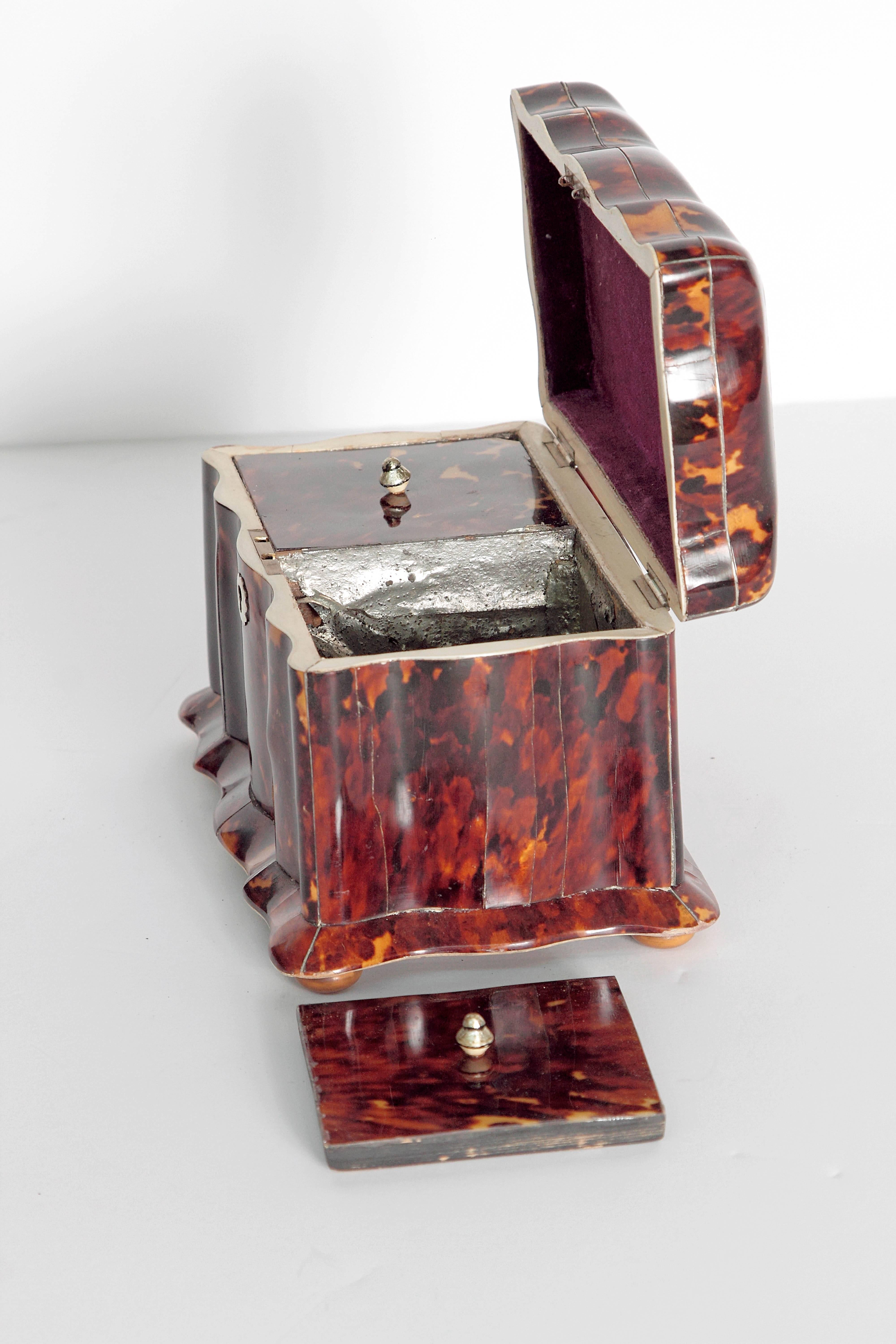 19th Century English Regency Tortoiseshell Tea Caddy 5
