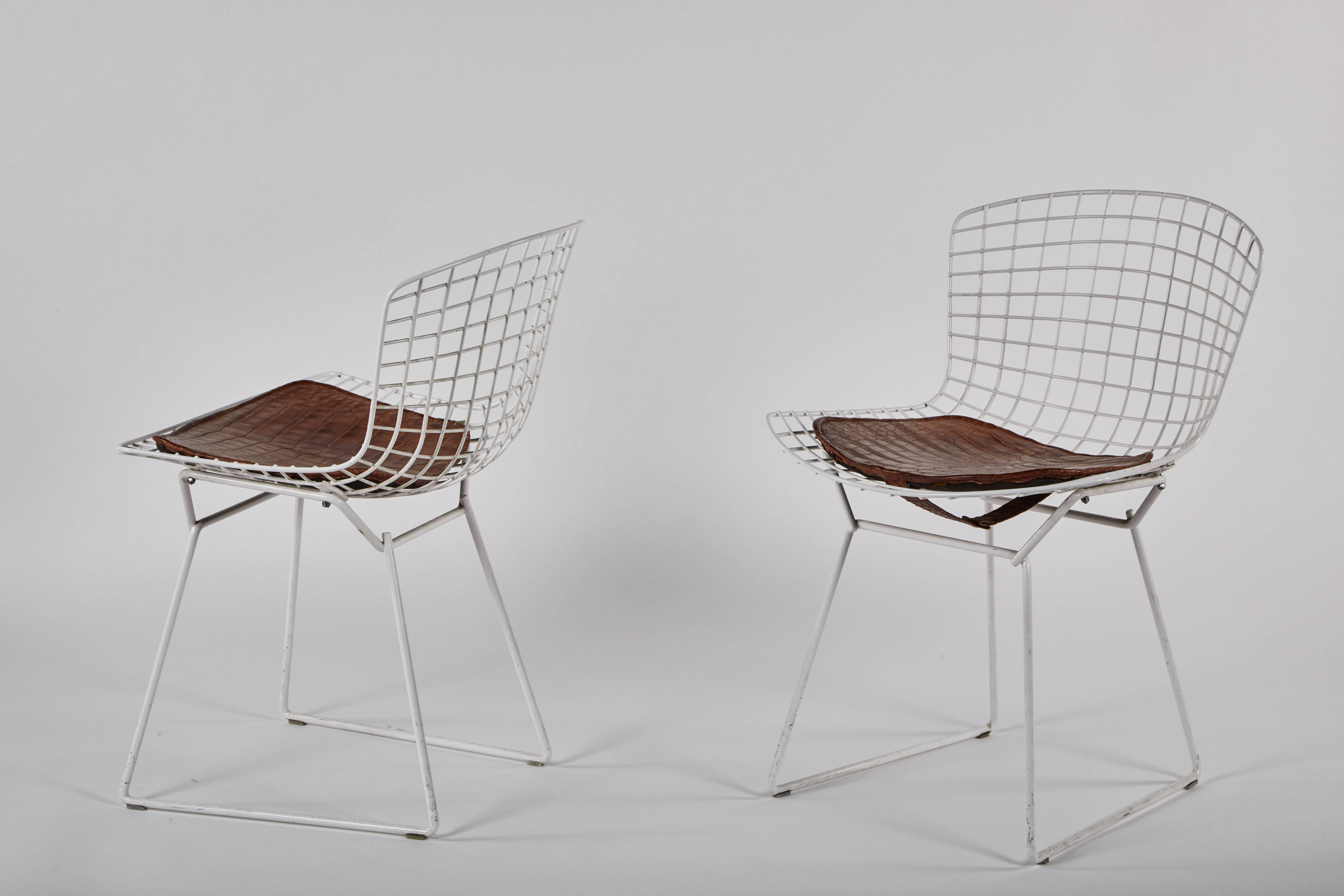 Midcentury white powder-coated steel side chairs by Bertoia, with alligator cushions.