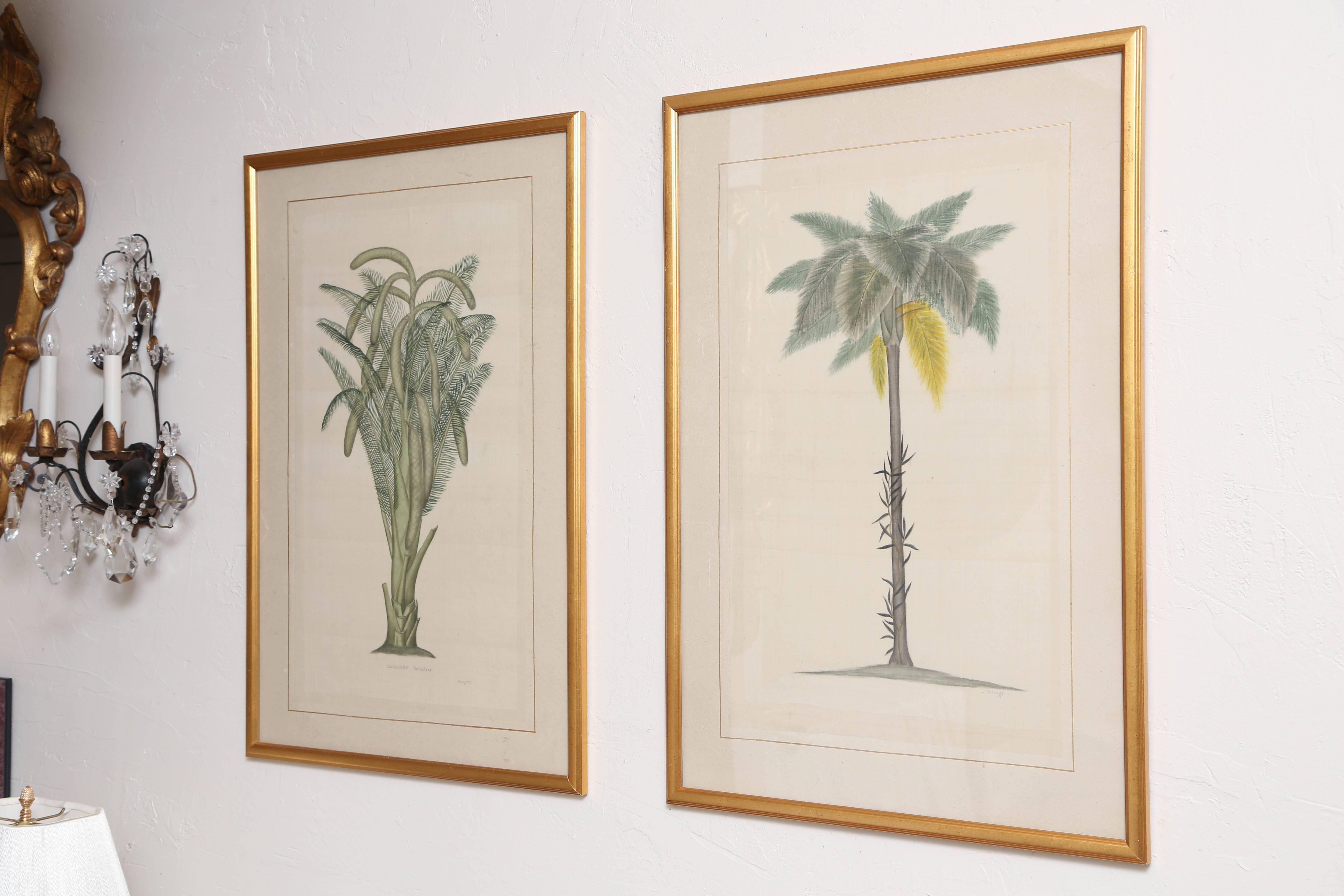 Pair of botanical studies of palms done in watercolor on silk laid on paper.