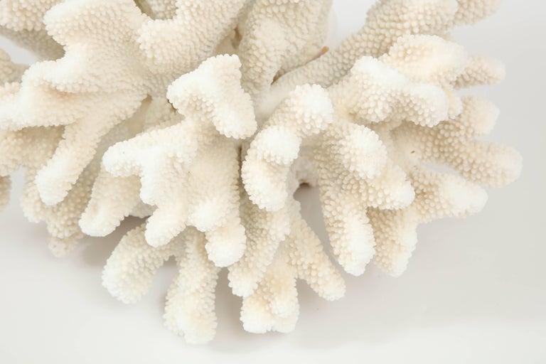 Large Coral, Vintage at 1stDibs