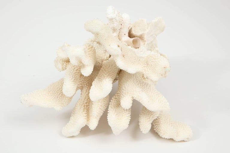 Coral, Vintage For Sale at 1stdibs