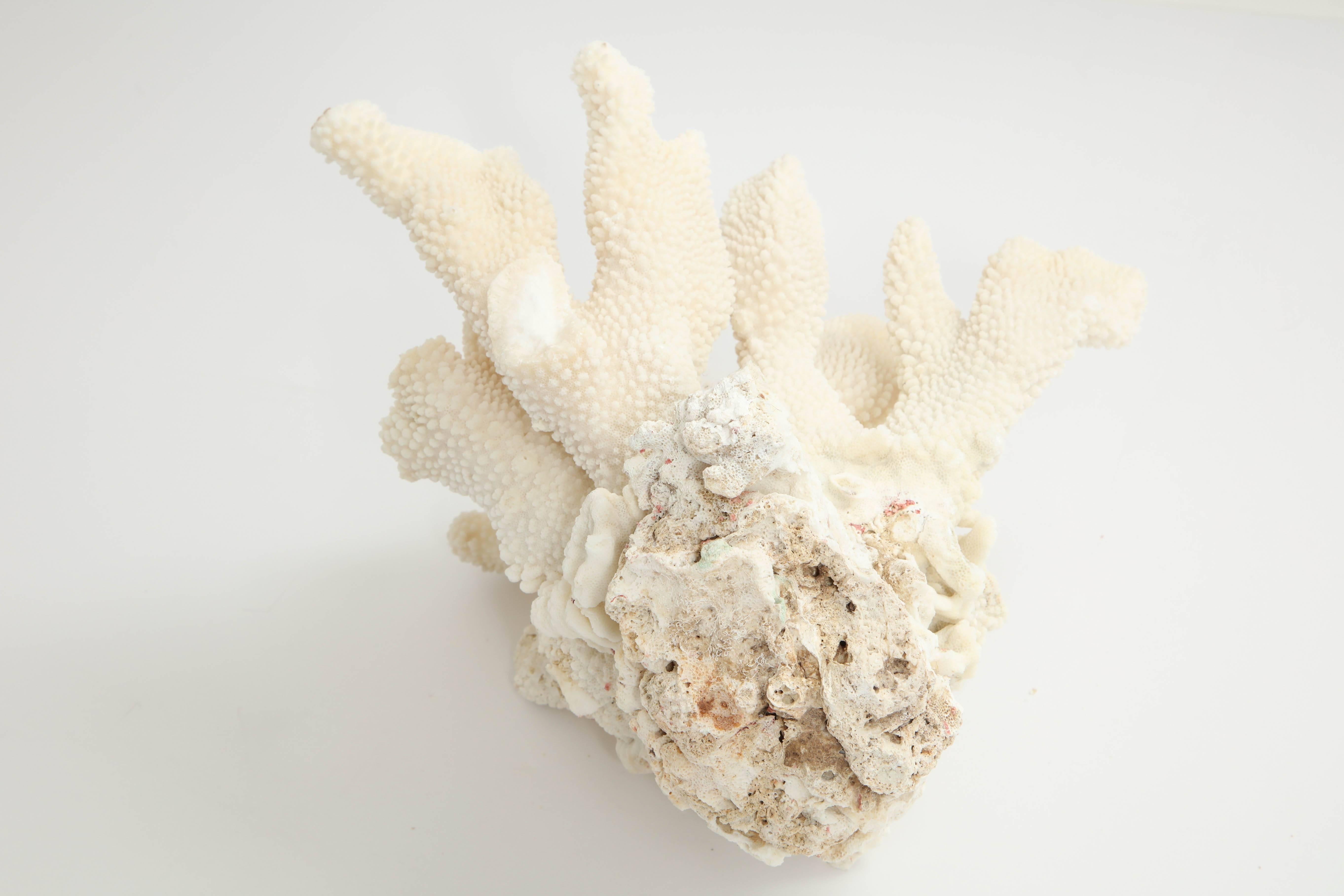 Late 20th Century Coral, Vintage