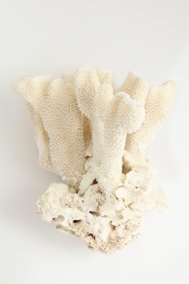 Coral, Vintage For Sale at 1stdibs
