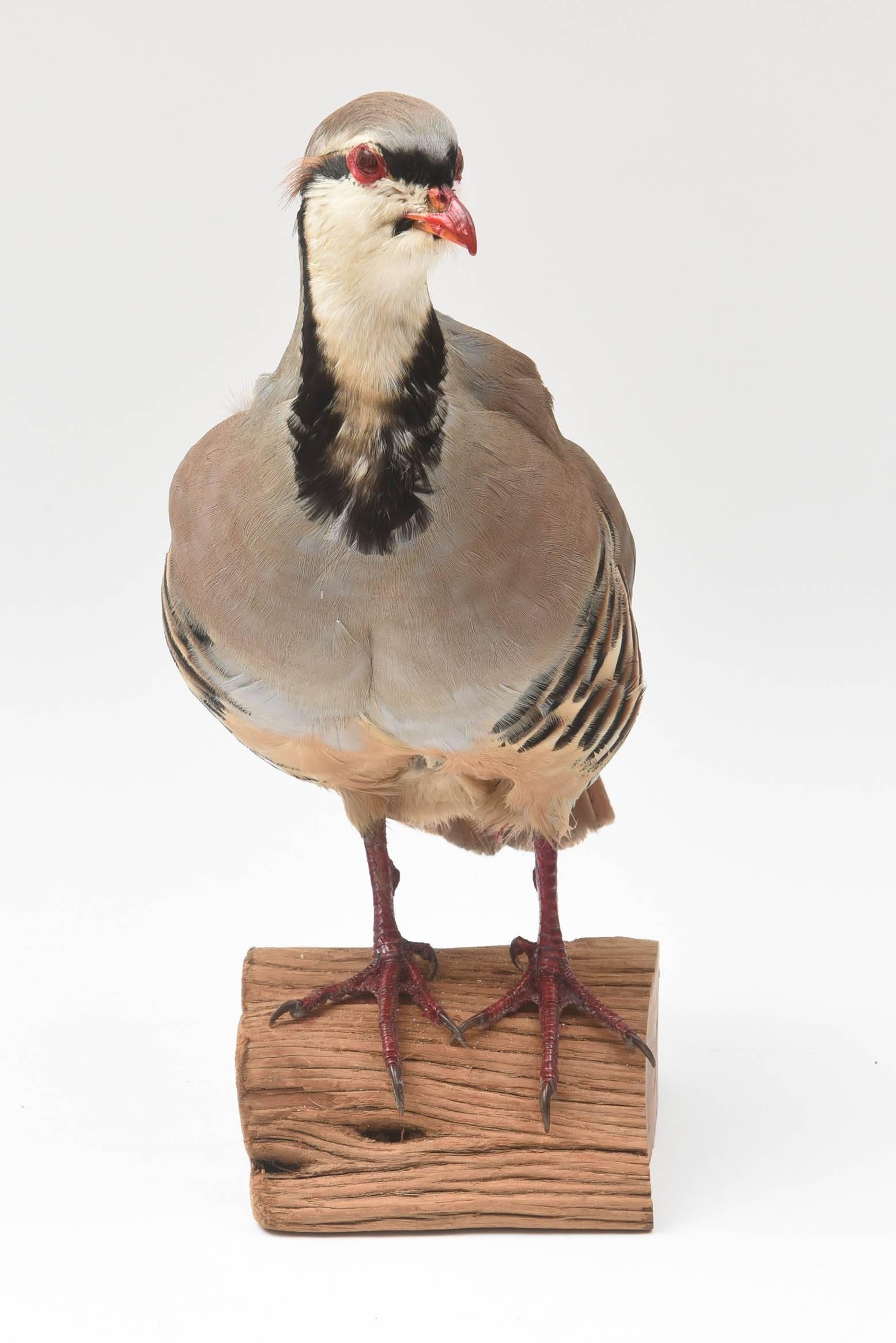 A charming piece for your home or office. This fellow has really nice colors and great plumage.