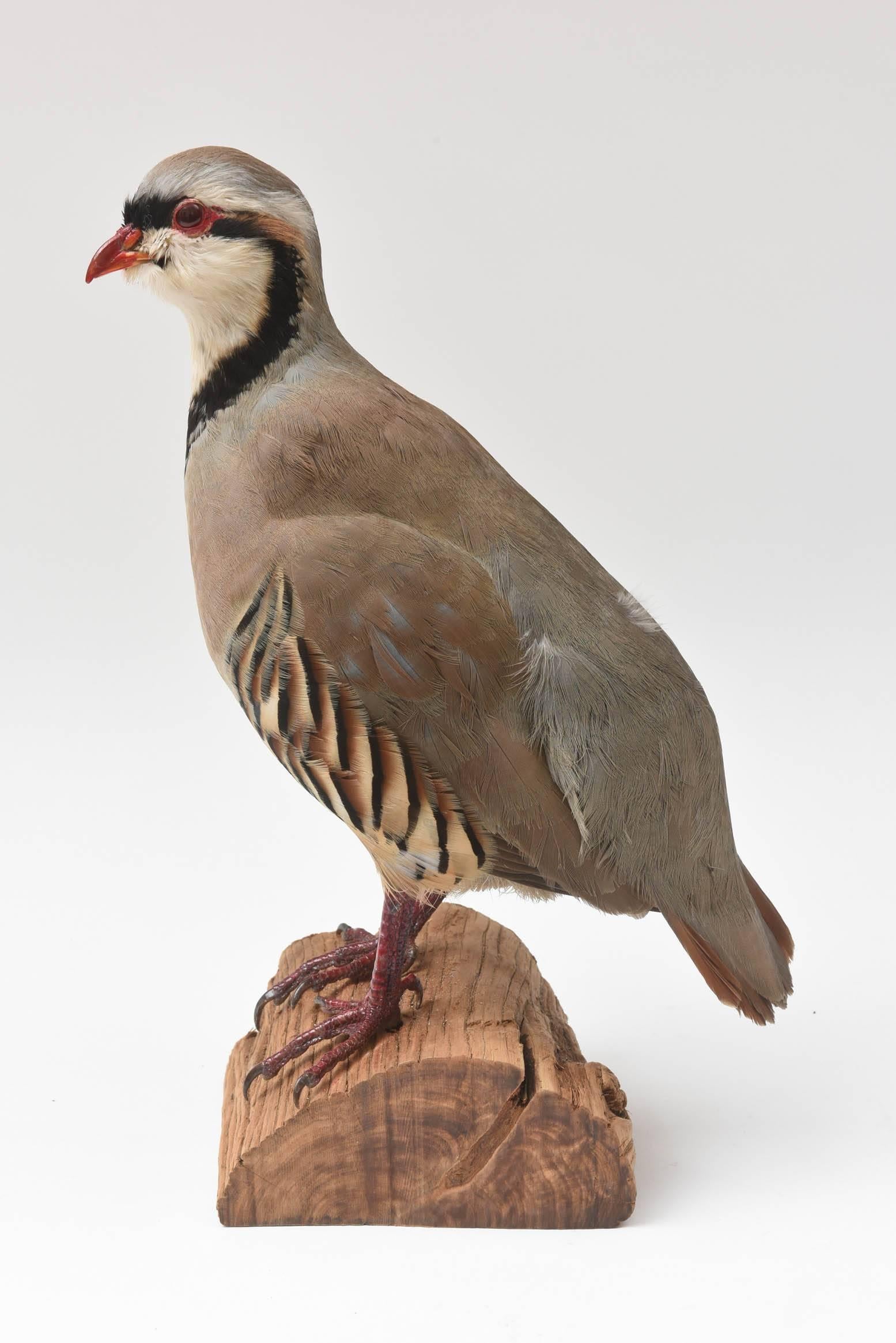 American Partridge Taxidermy, Newer with Great Coloring