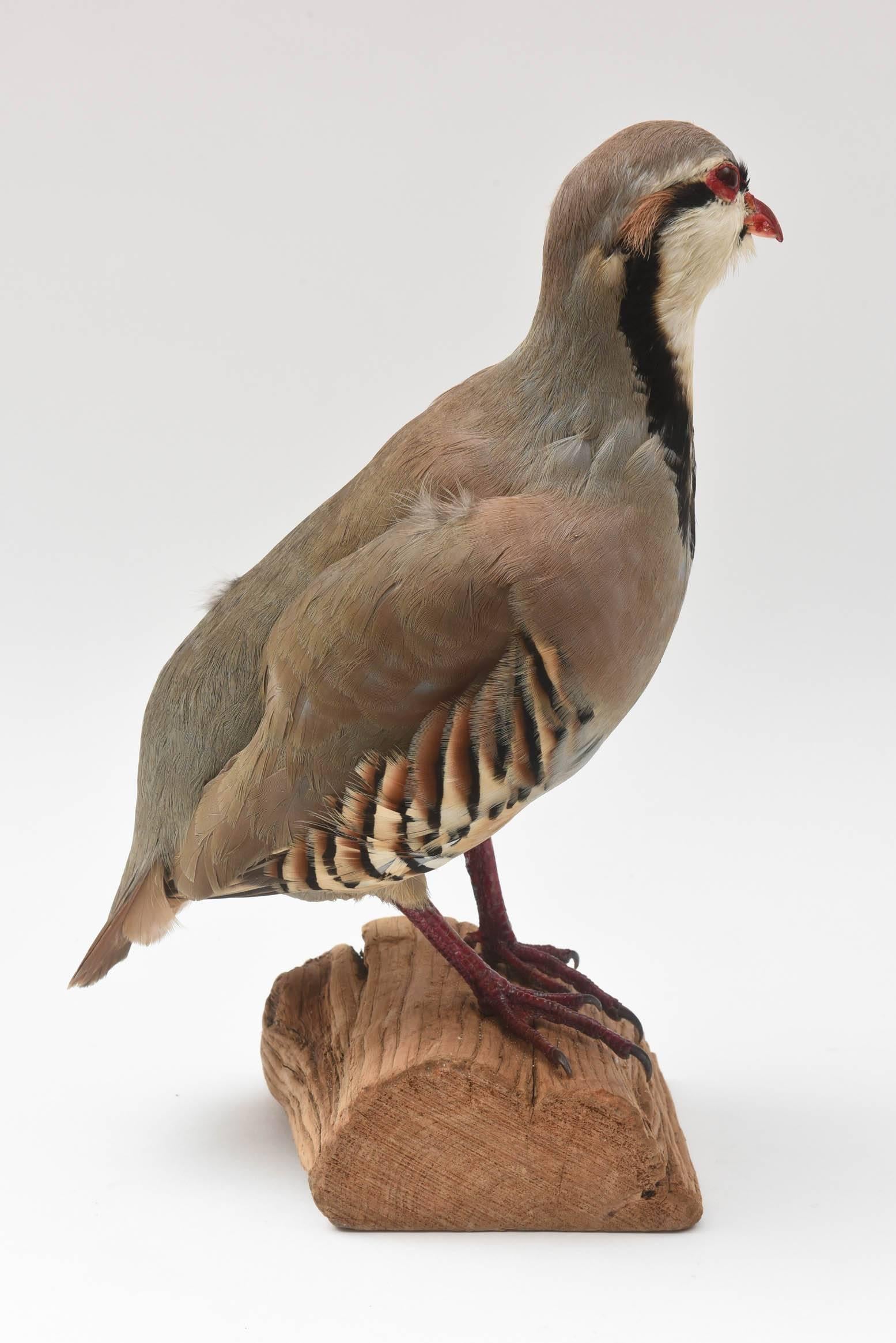 Partridge Taxidermy, Newer with Great Coloring In Good Condition In West Palm Beach, FL