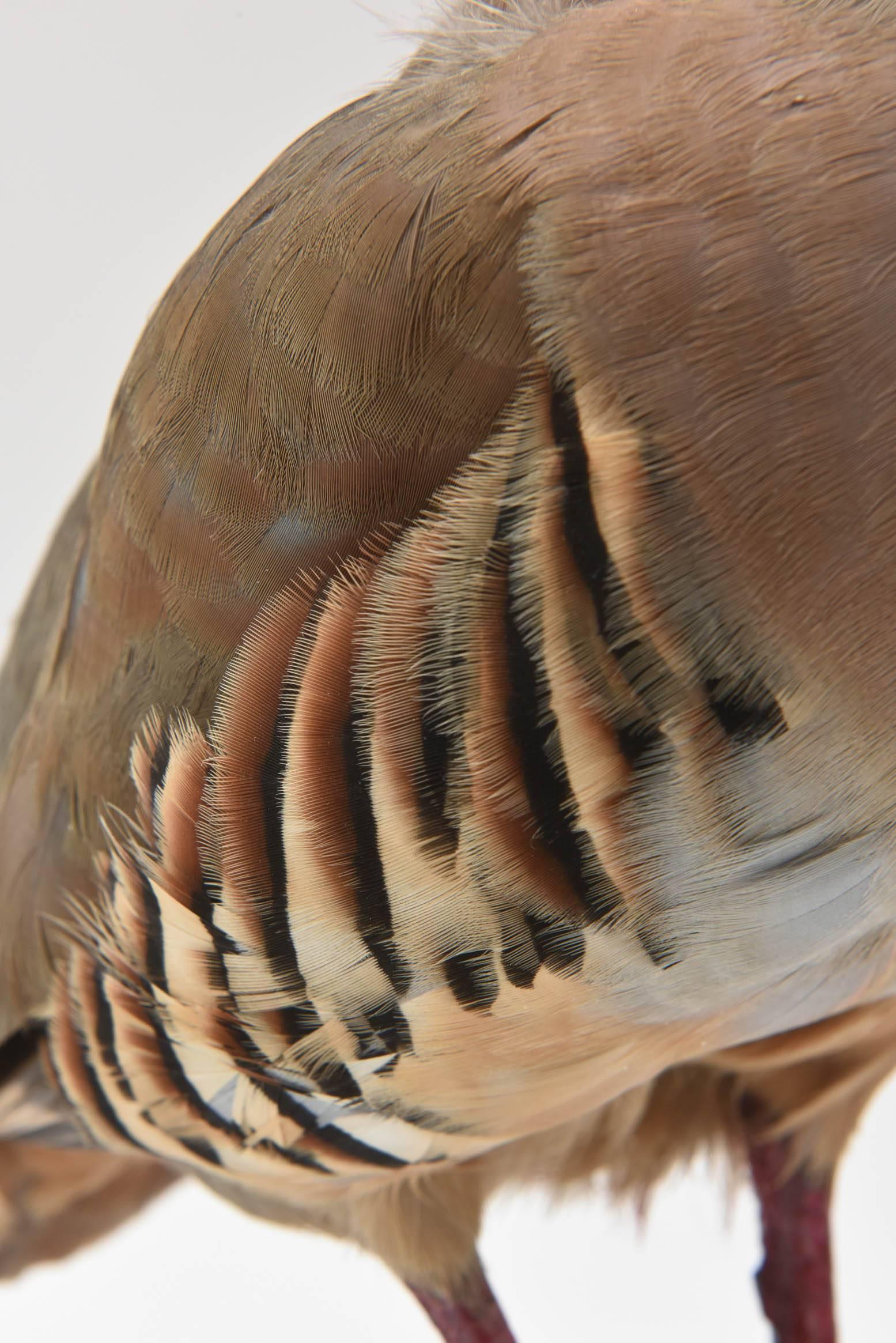 Partridge Taxidermy, Newer with Great Coloring 1