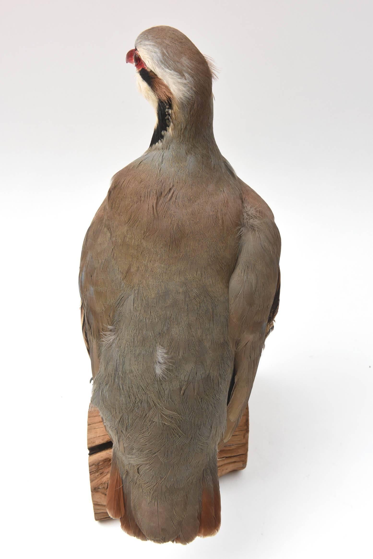 Partridge Taxidermy, Newer with Great Coloring 2