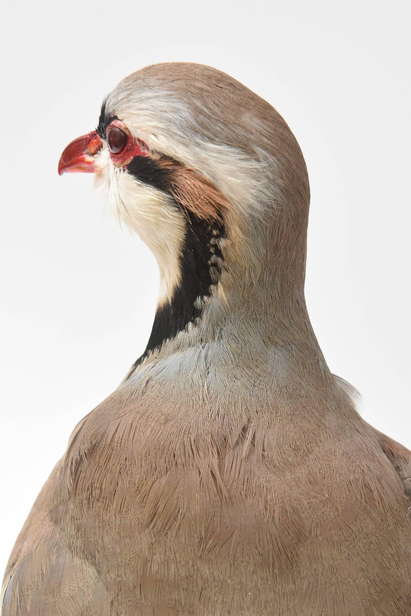 Partridge Taxidermy, Newer with Great Coloring 3