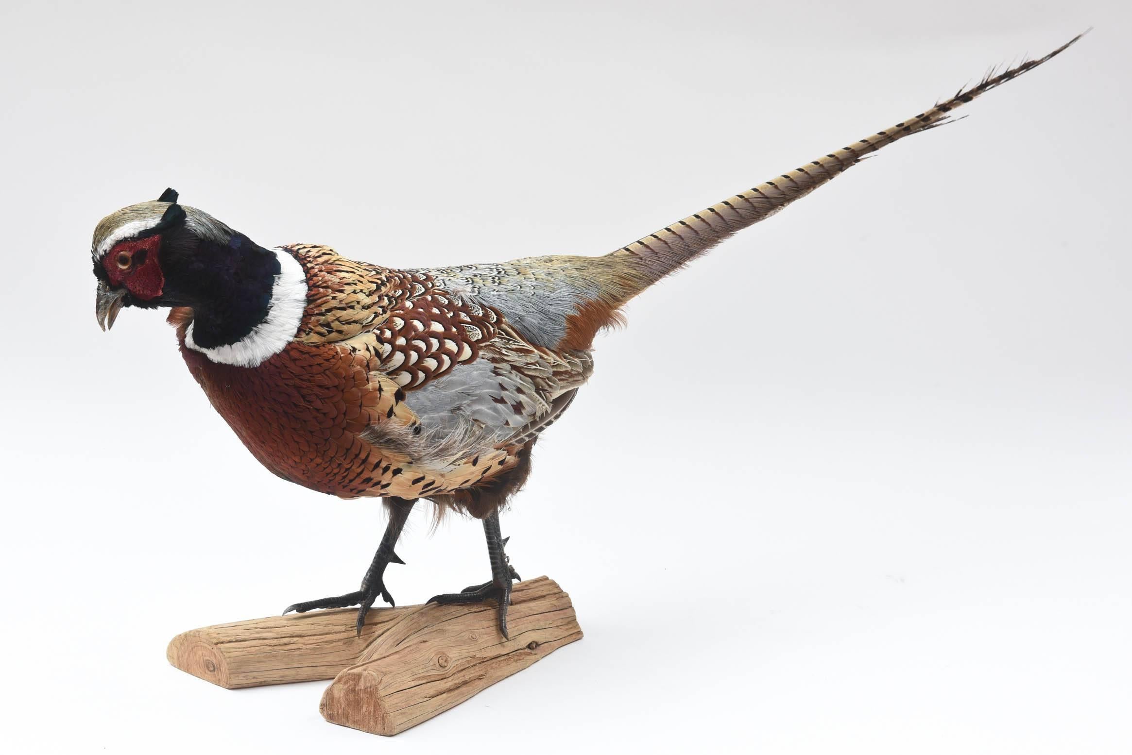 Pheasant Taxidermy, Vibrant Colors with Nice Full Feathering In Good Condition In West Palm Beach, FL