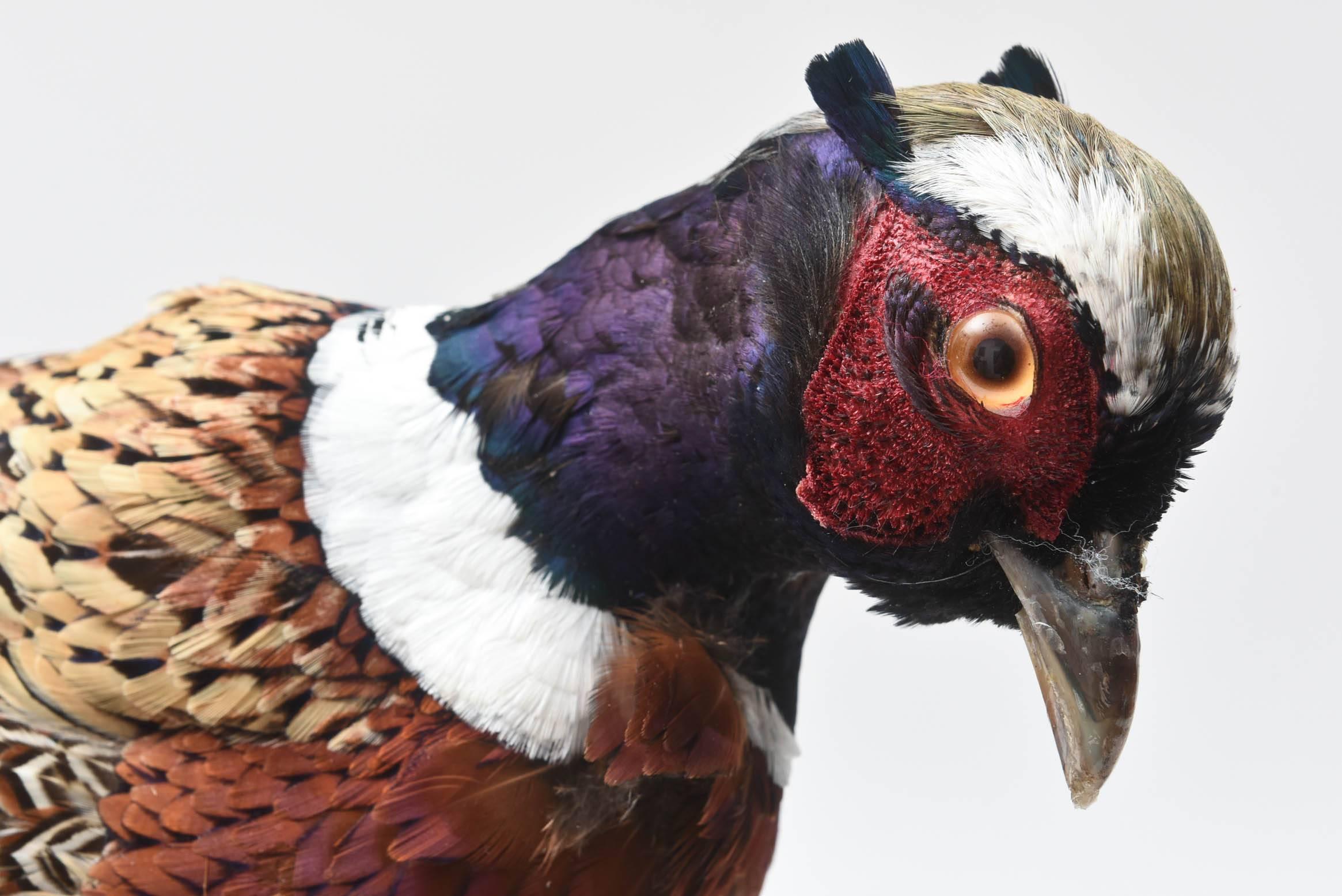 Pheasant Taxidermy, Vibrant Colors with Nice Full Feathering 2