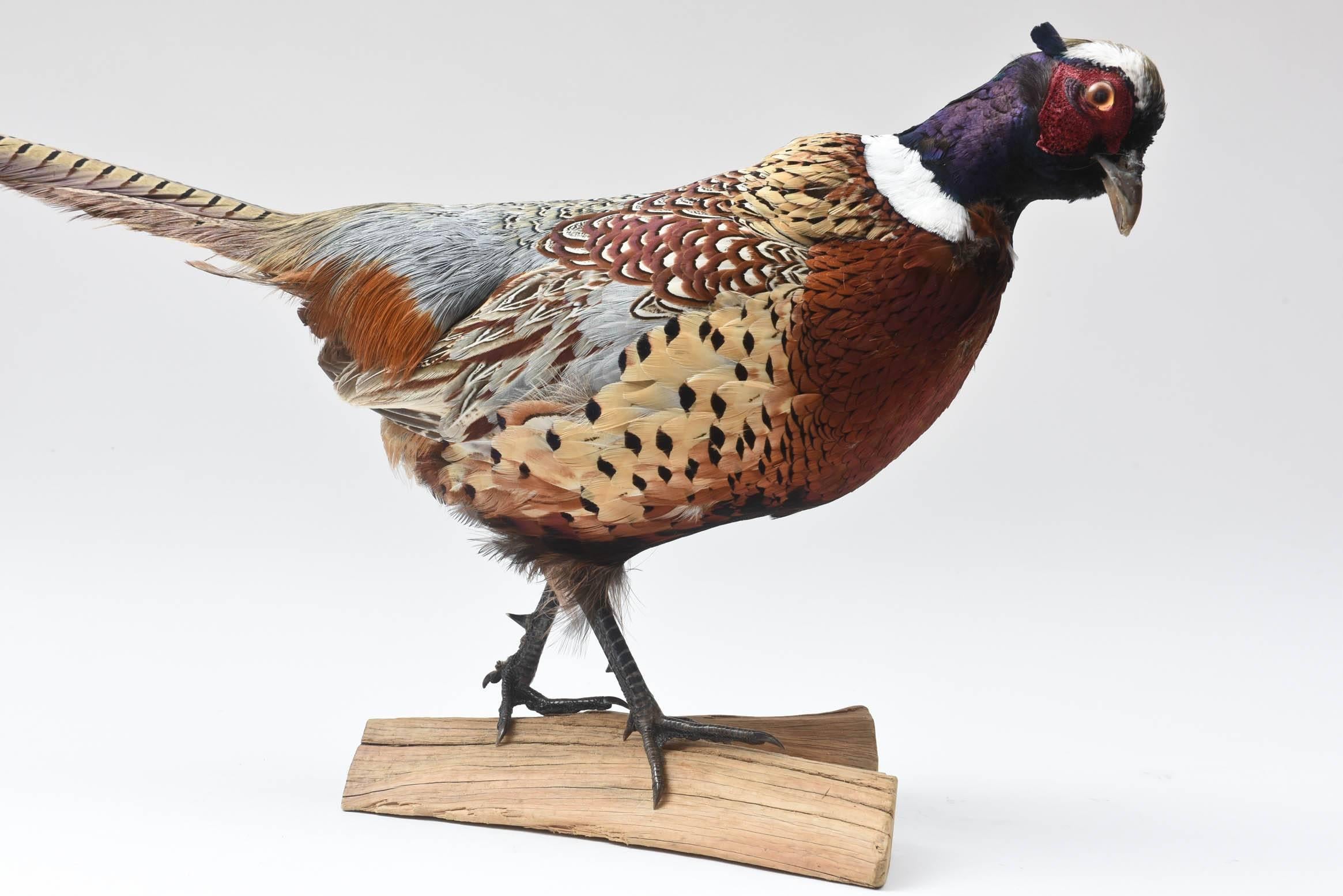 Pheasant Taxidermy, Vibrant Colors with Nice Full Feathering 3