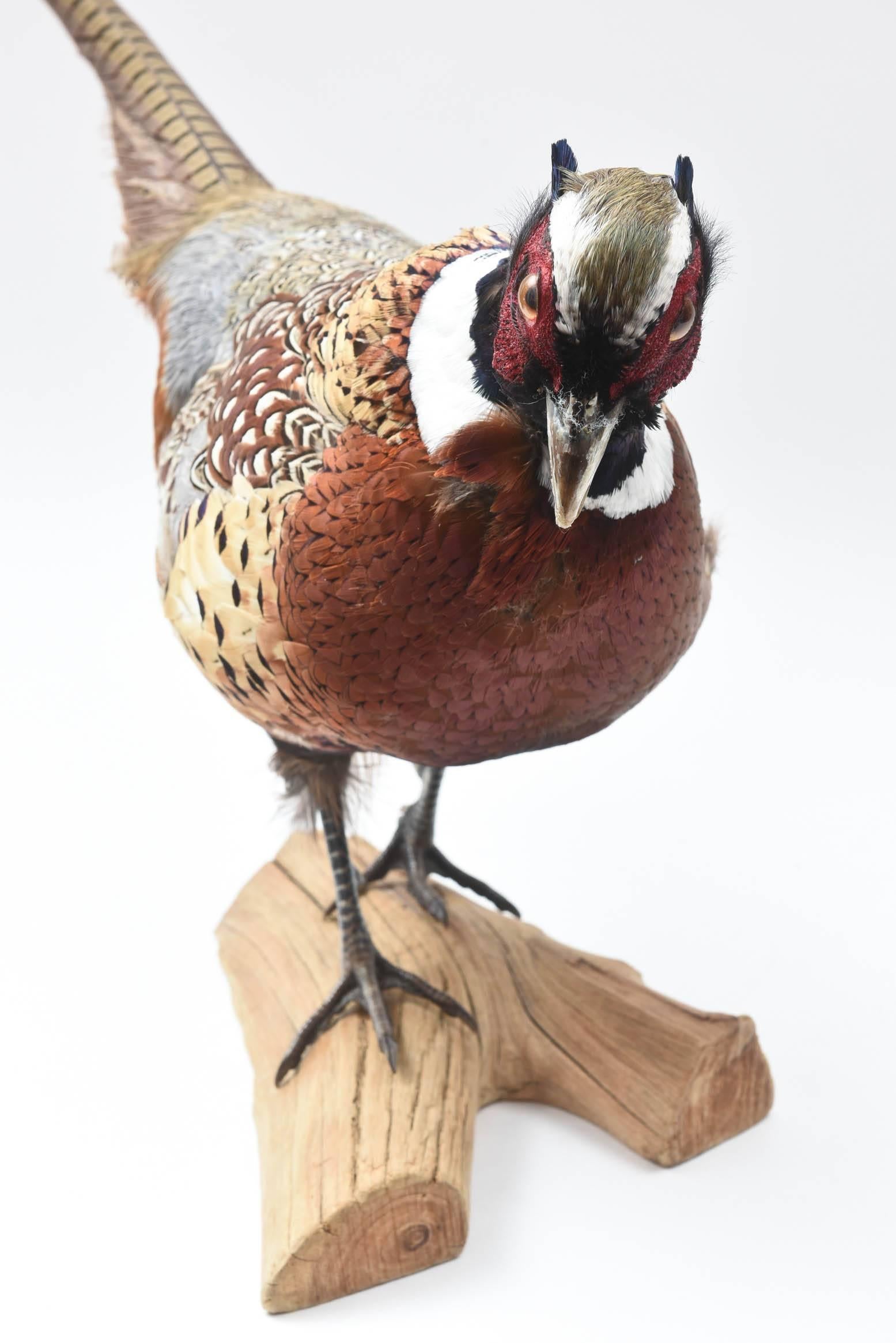 Pheasant Taxidermy, Vibrant Colors with Nice Full Feathering 5