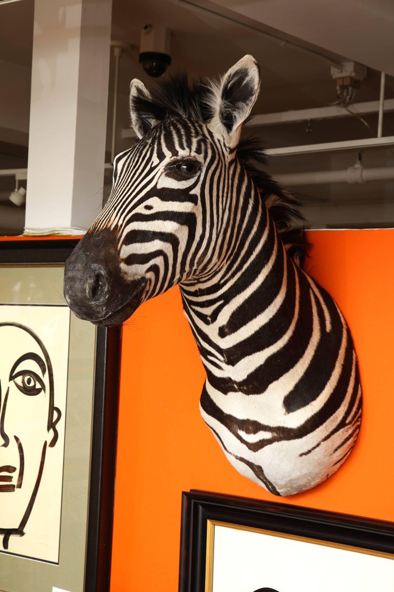 Taxidermy, Zebra, Vintage For Sale at 1stdibs