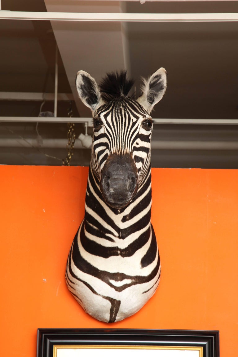 Taxidermy, Zebra, Vintage For Sale at 1stdibs