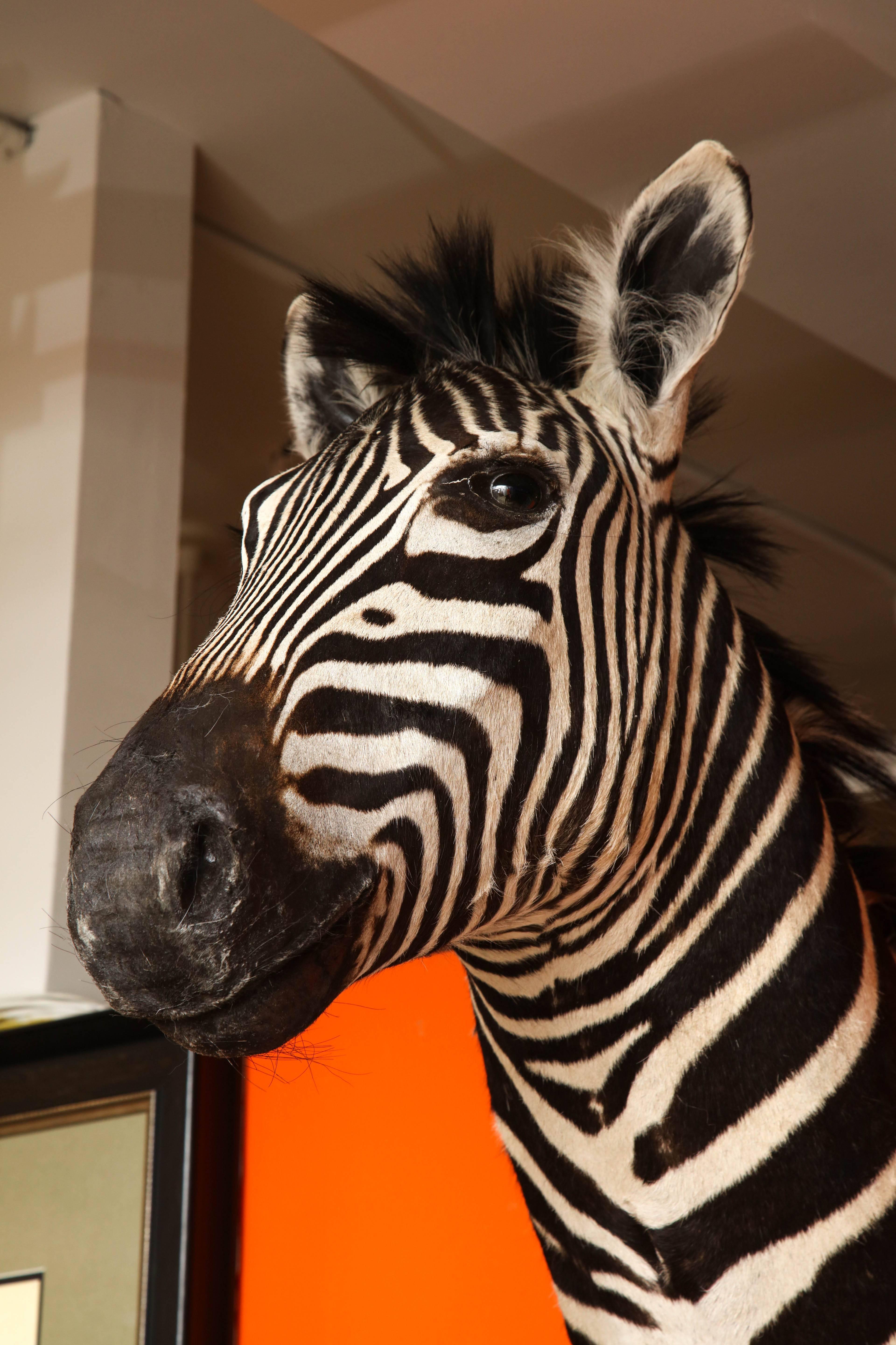 Campaign Taxidermy, Zebra, Vintage, Chocolate and White
