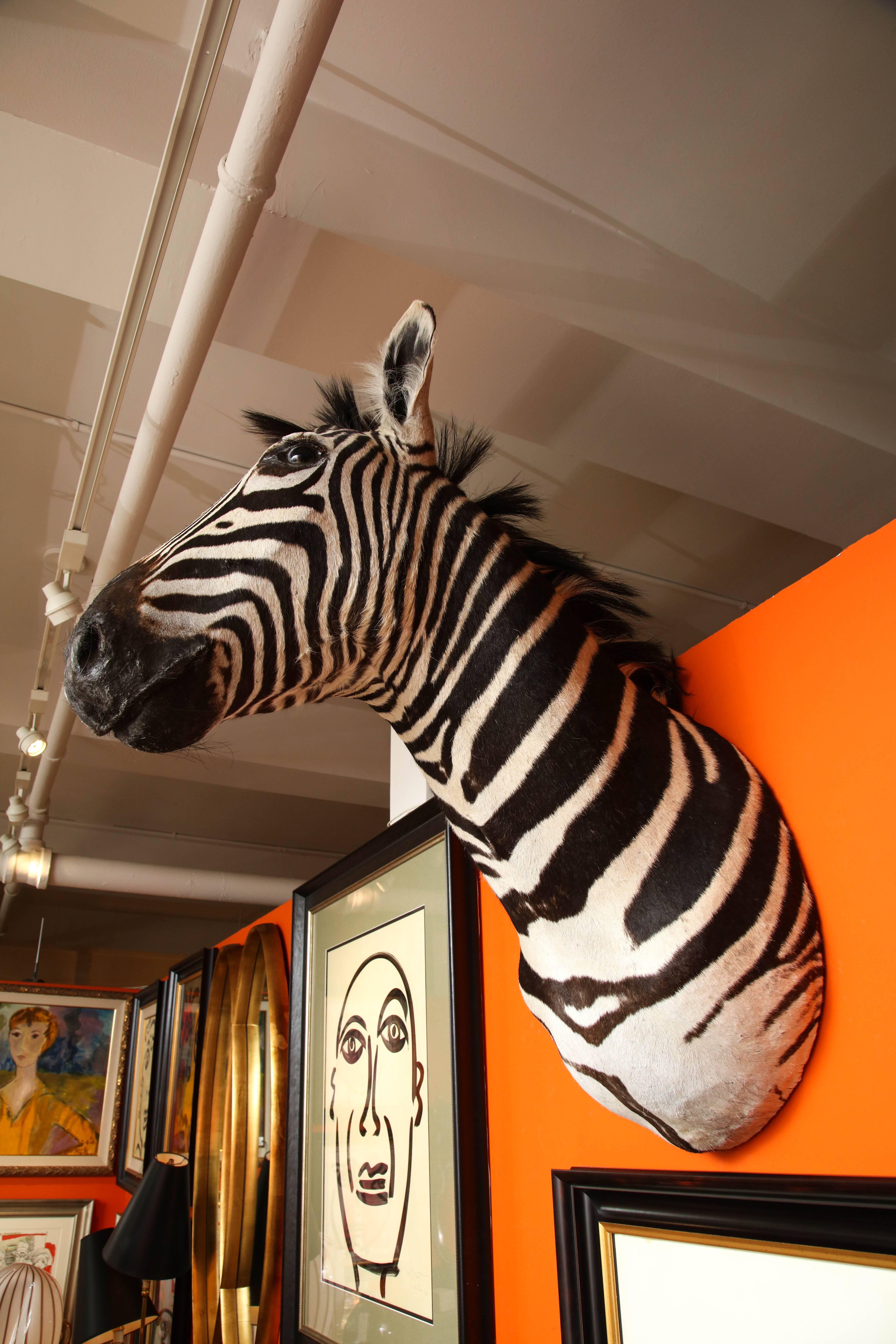 South African Taxidermy, Zebra, Vintage, Chocolate and White