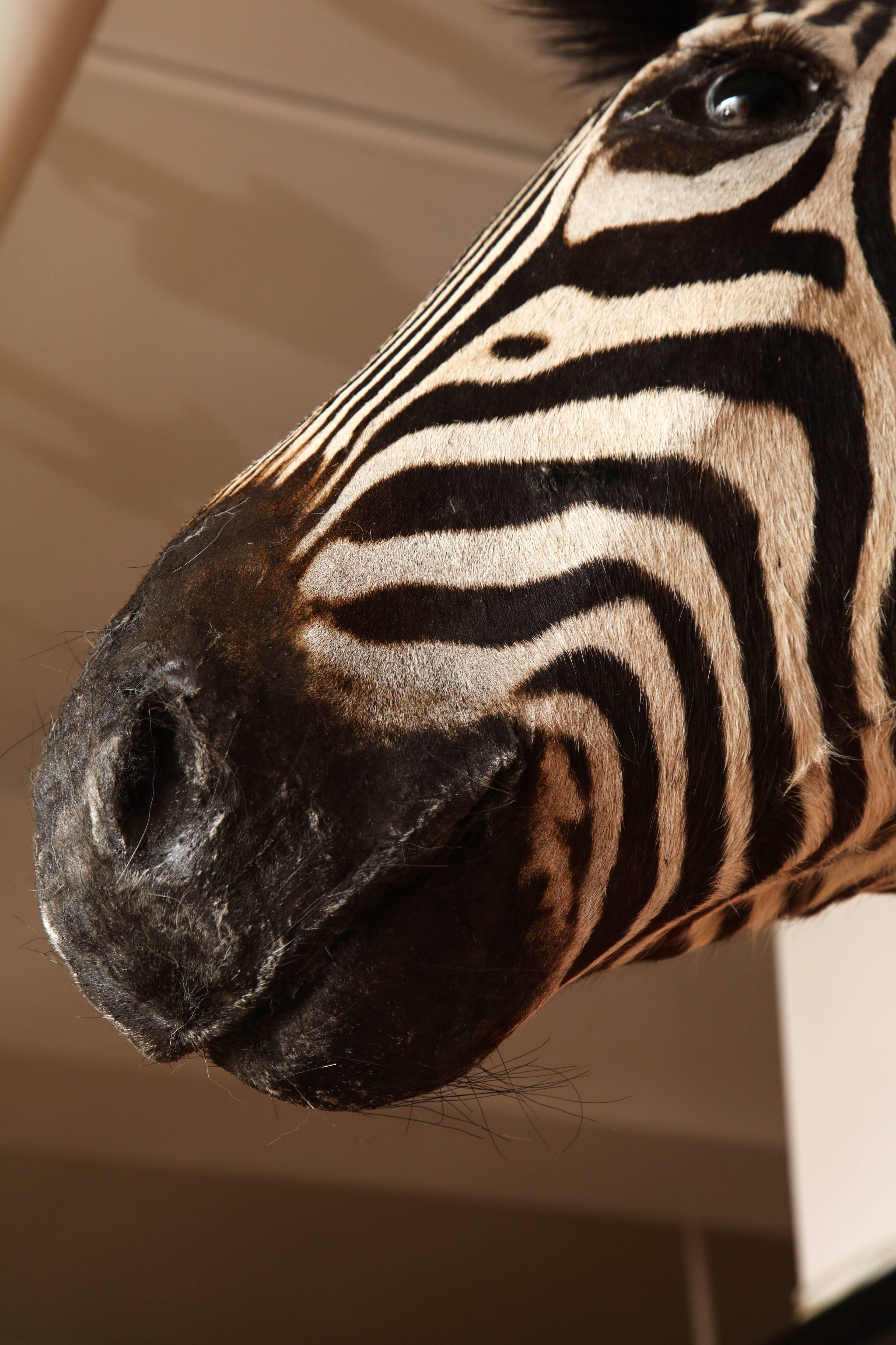 Hand-Crafted Taxidermy, Zebra, Vintage, Chocolate and White