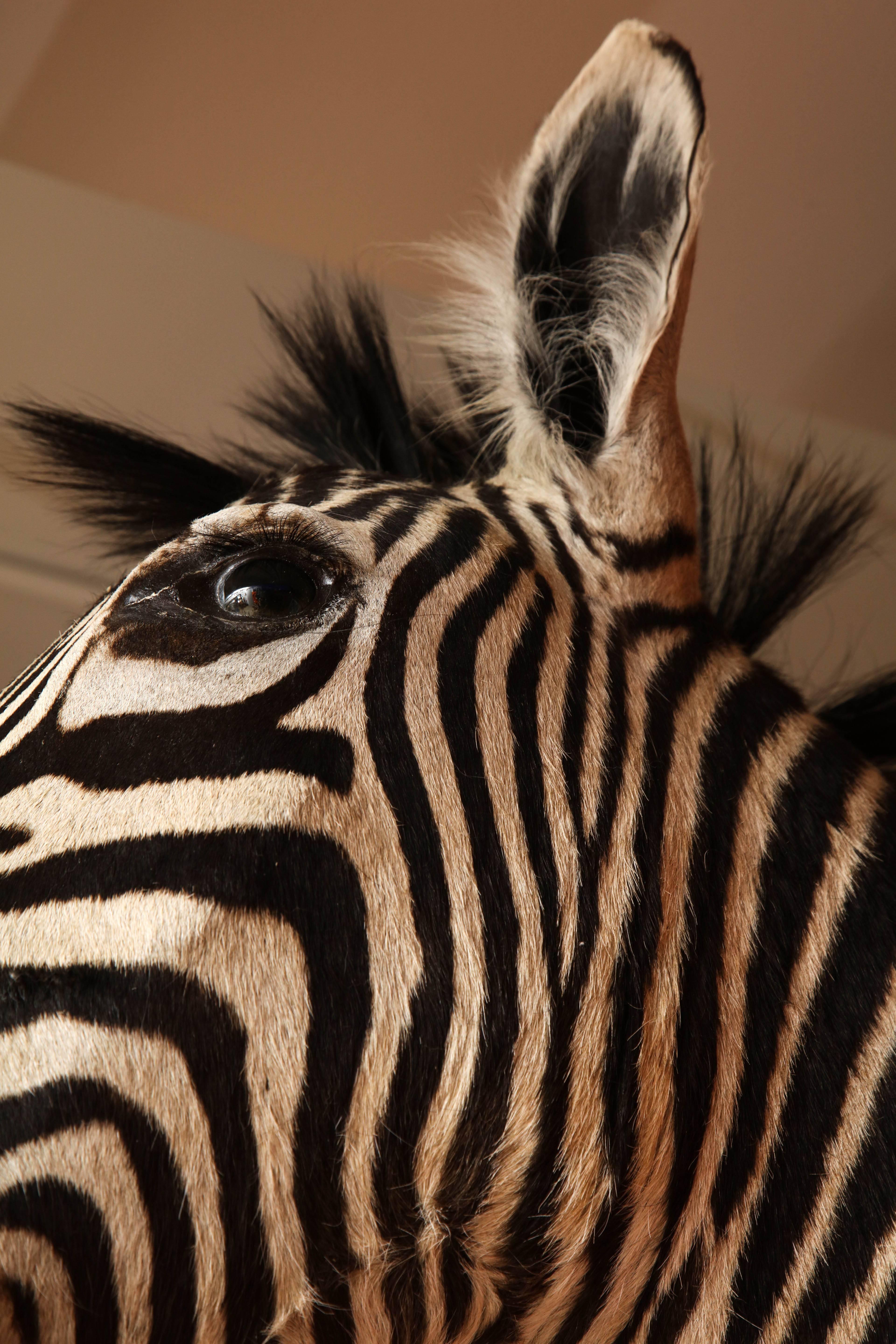Taxidermy, Zebra, Vintage, Chocolate and White In Good Condition In New York, NY