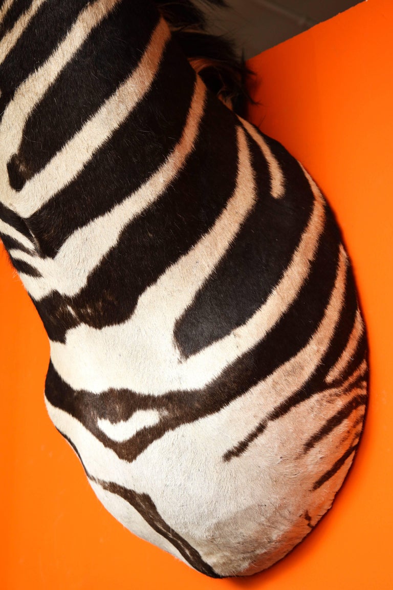 Taxidermy, Zebra, Vintage, Chocolate and White For Sale at 1stDibs