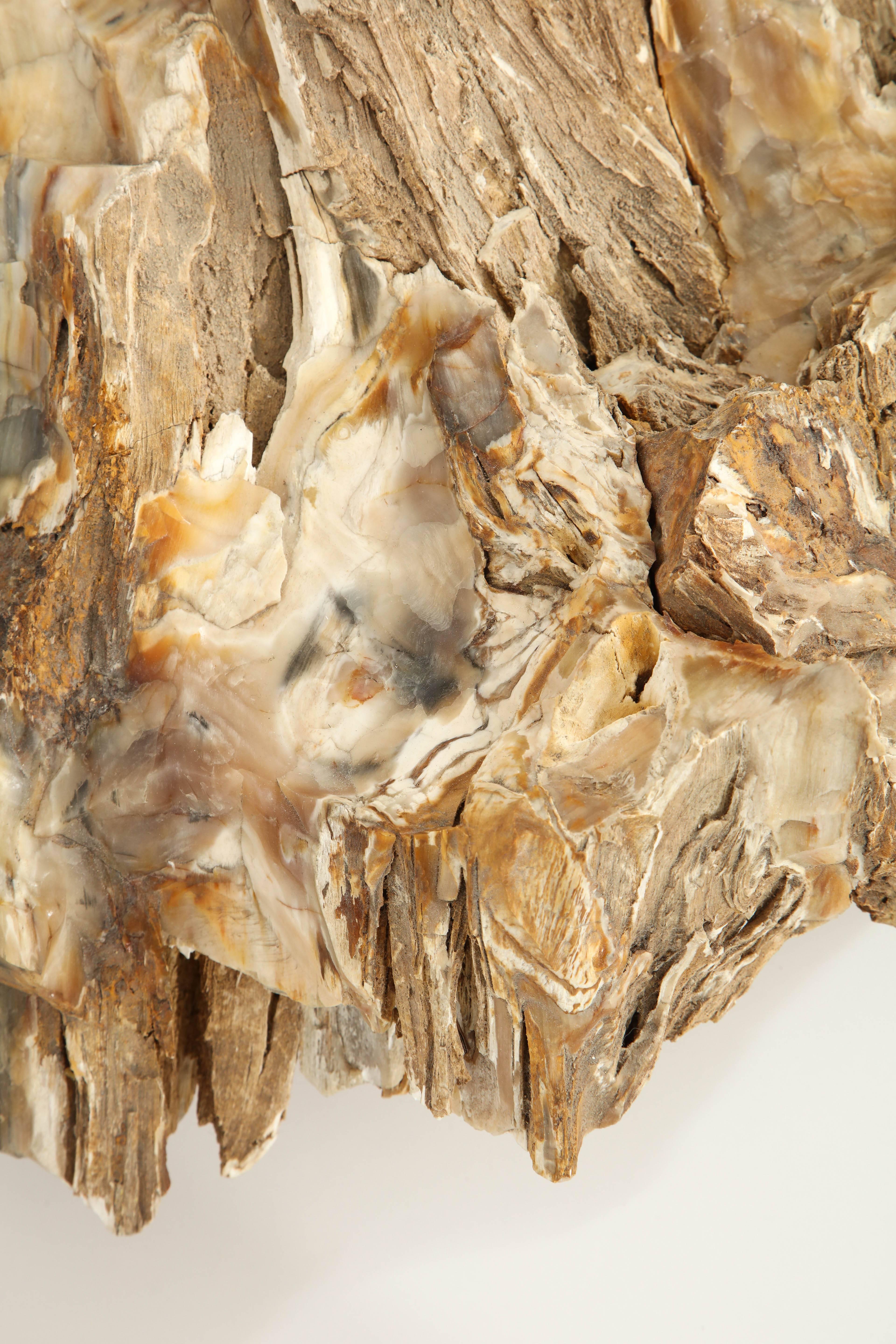 Large Petrified Wood Specimen 2