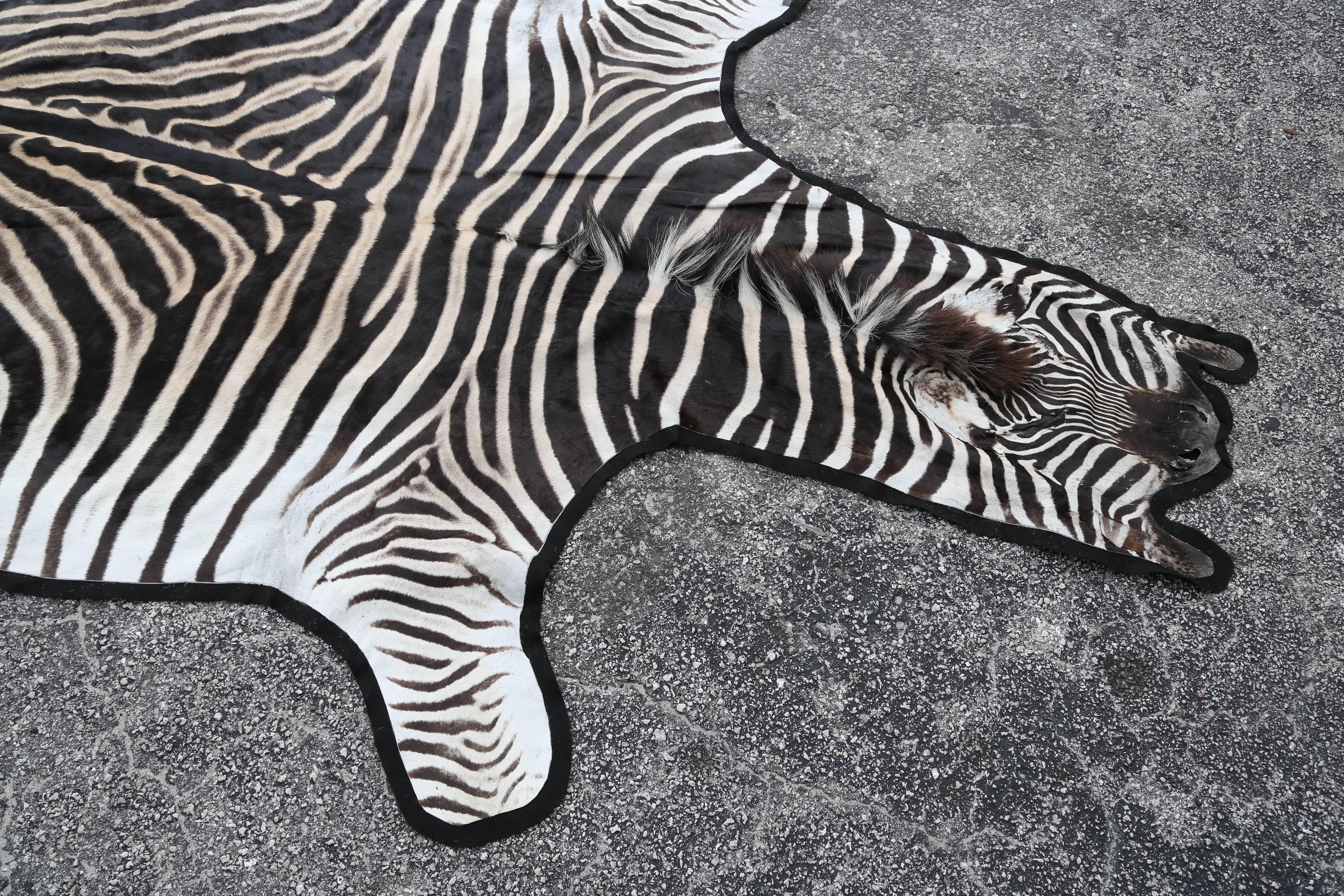 South African Fine Burchell Zebra Rug