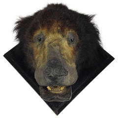 Victorian Taxidermy Sloth Bear by James Gardner of London
