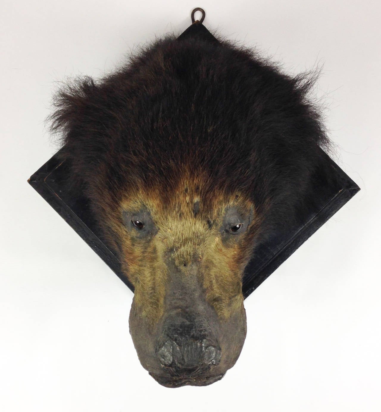 Indian Victorian Taxidermy Sloth Bear by James Gardner of London
