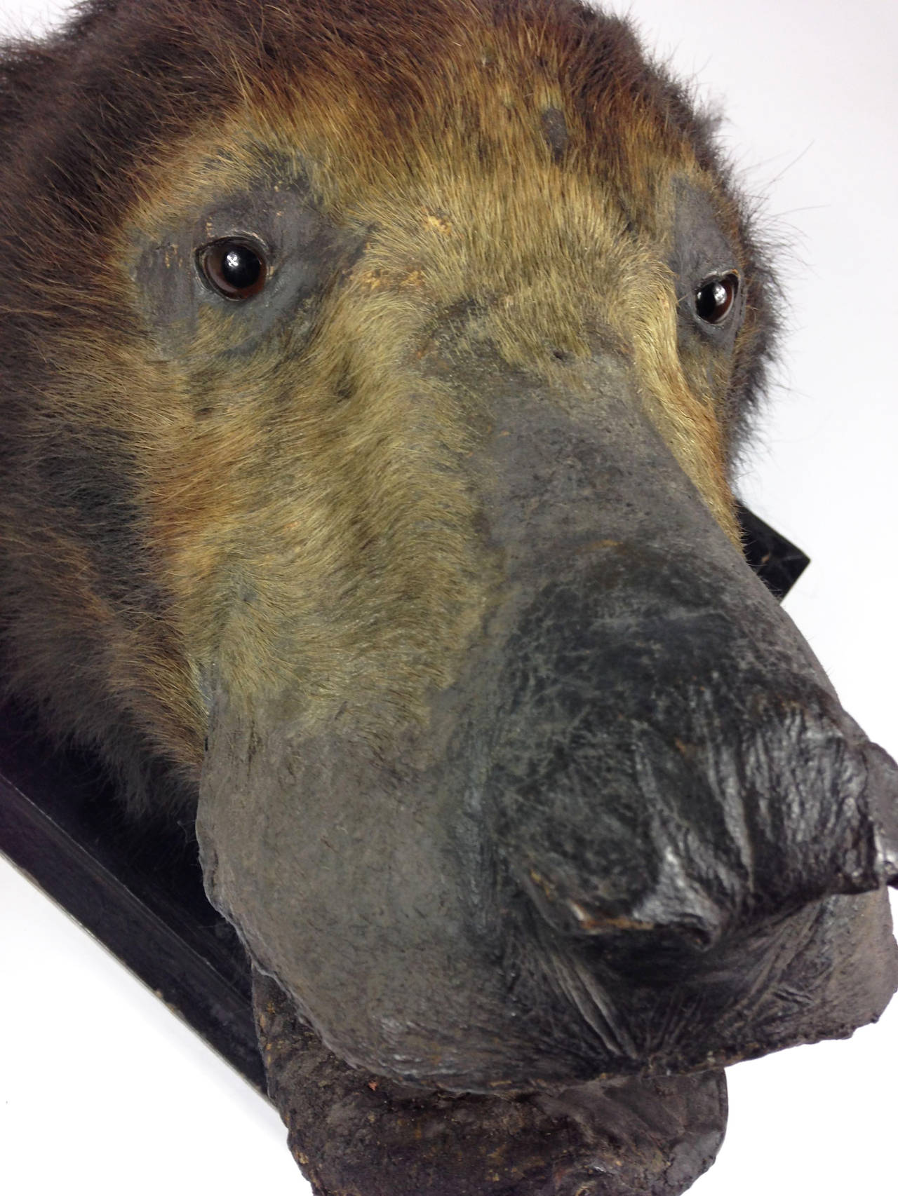 Victorian Taxidermy Sloth Bear by James Gardner of London In Good Condition In Glamis, Angus