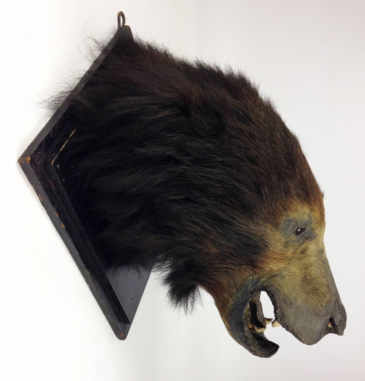 A rare example of a sloth bear (Melursus Ursinus) taxidermy mount with James Gardner of London trade label to the rear.

Despite dating to around 1890, it's in very good condition for it's age with little or no hair loss and no signs of insect