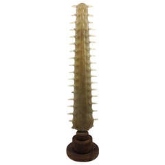 Mounted 19th Century Sawfish Rostrum