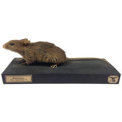 Vintage Taxidermy Museum Exhibit of a House Mouse