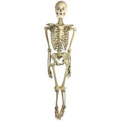 Vintage Early 20th Century Skeleton for Anatomical Study
