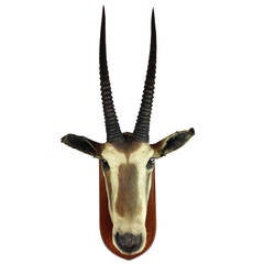 East African Oryx Beisa Mounted Trophy Head