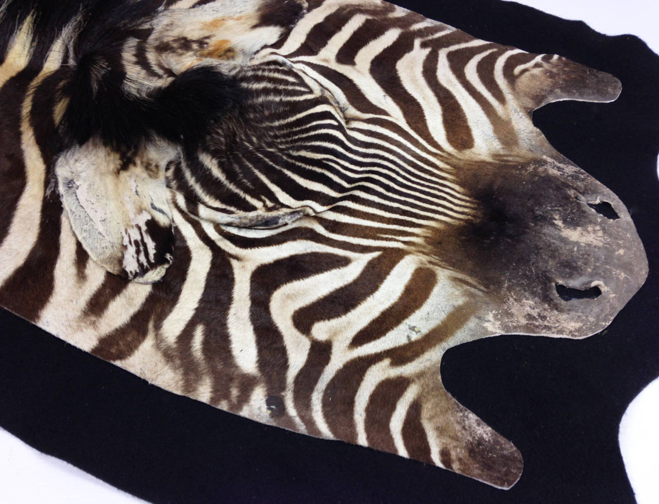 A very fine example of a Plains Zebra (Equus Quagga). 

The skin is in wonderful condition, mounted on a black felt backing. A Country House find which has spent most of its time hung on a wall.

Very supple with only some light surface staining