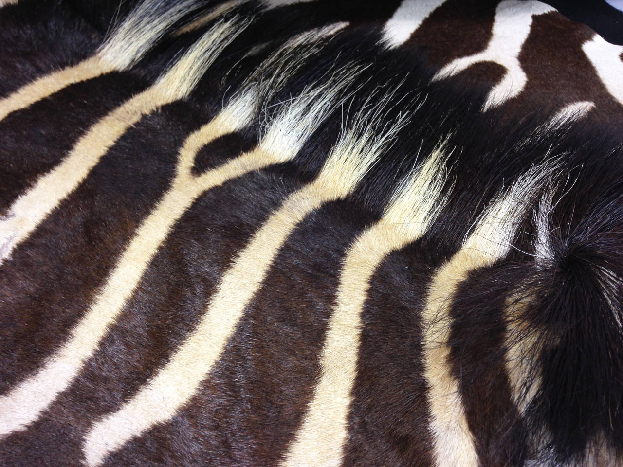 African Fine Early 20th Century Plains Zebra Rug on Felt Backing