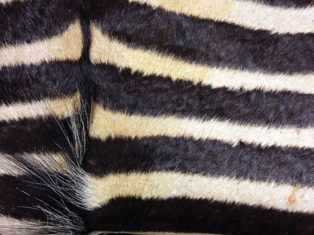 Fine Early 20th Century Plains Zebra Rug on Felt Backing In Excellent Condition In Glamis, Angus