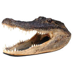 Large Preserved Taxidermy Alligator Head