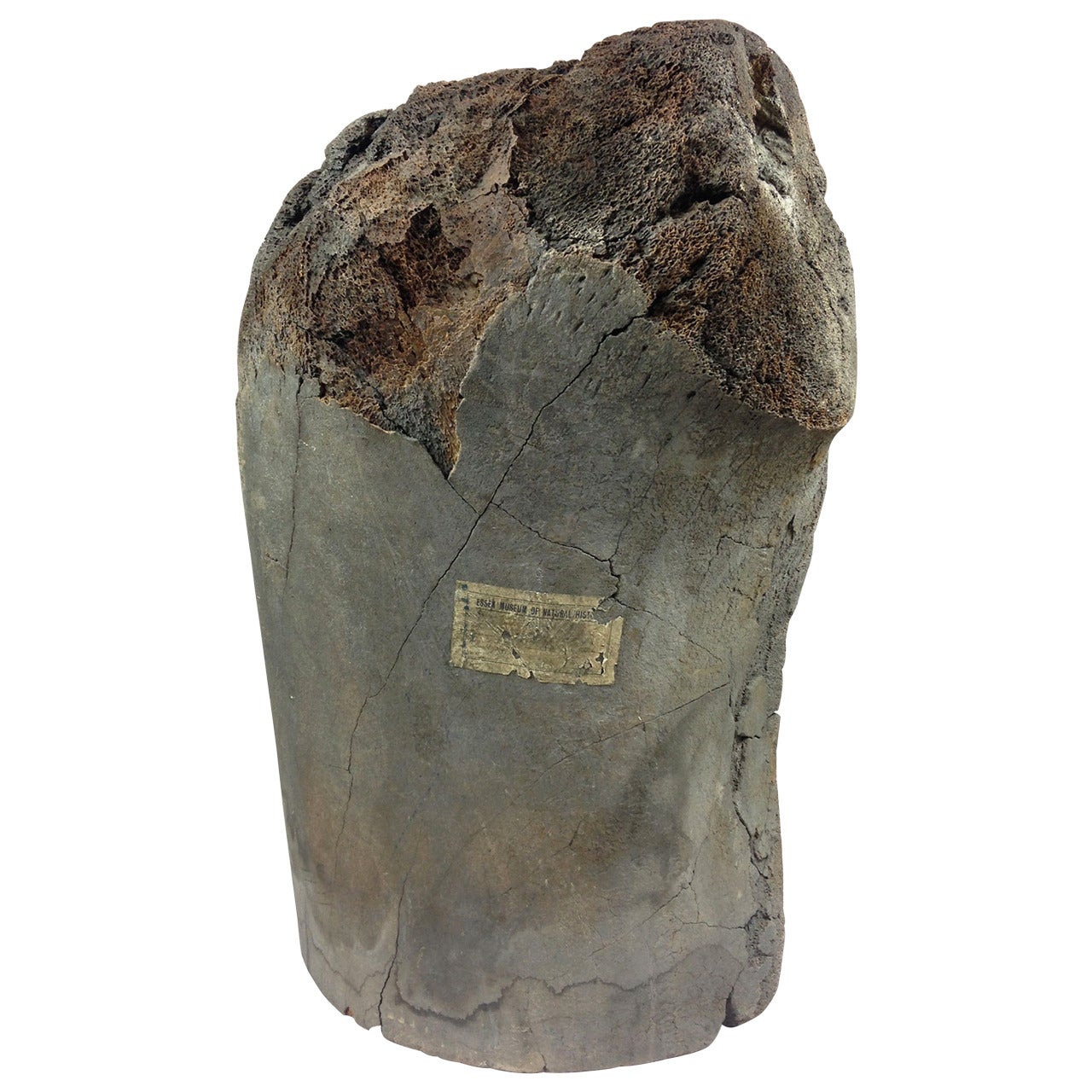 Monumental Section of Fossilized Mammoth Bone For Sale