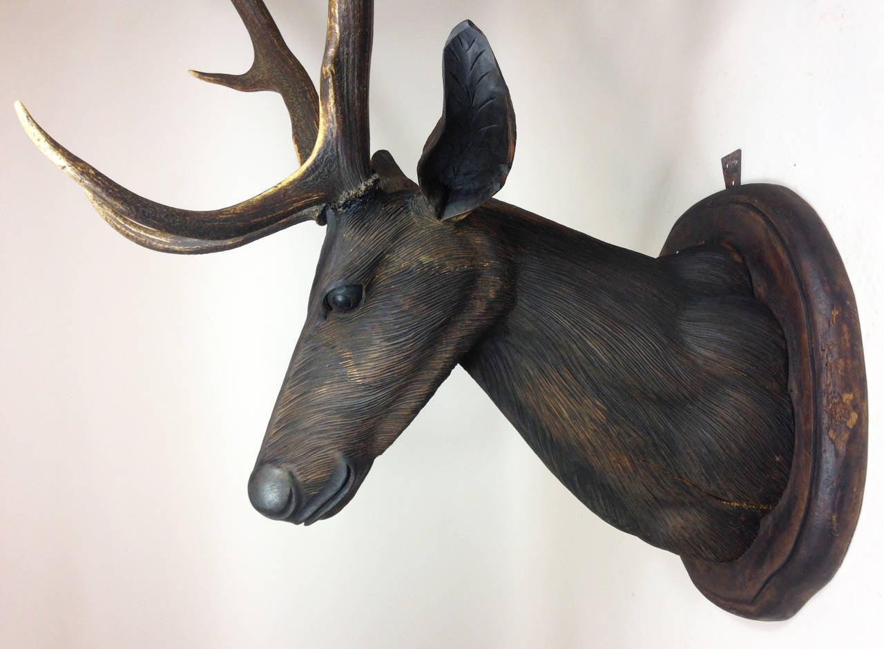 Full-Sized Black Forest Style Stag Head with Antlers In Excellent Condition In Glamis, Angus