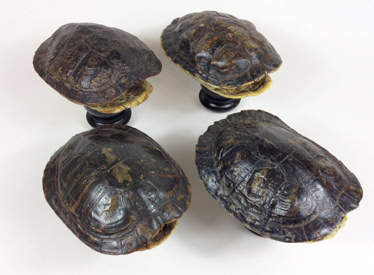 Unknown Group of Four Mounted Tortoise Shells