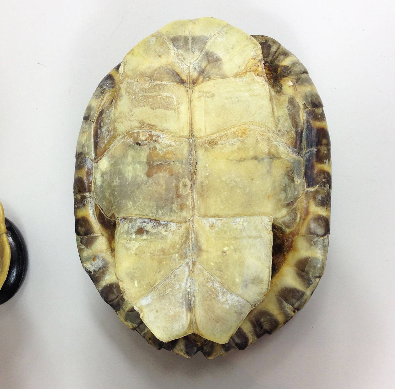 20th Century Group of Four Mounted Tortoise Shells