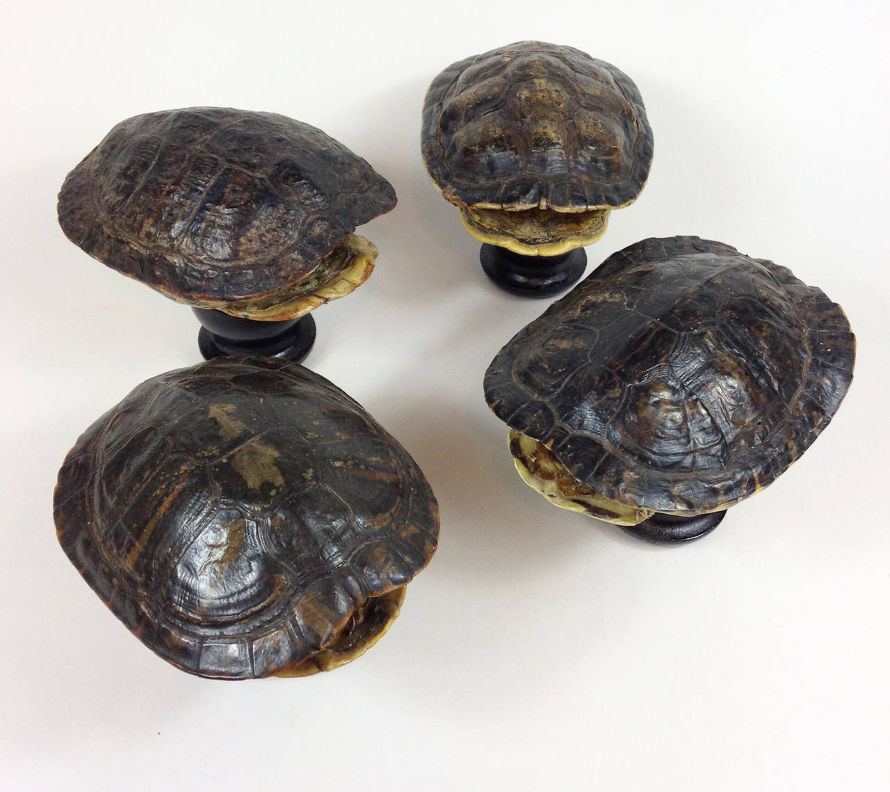 Group of Four Mounted Tortoise Shells In Excellent Condition In Glamis, Angus