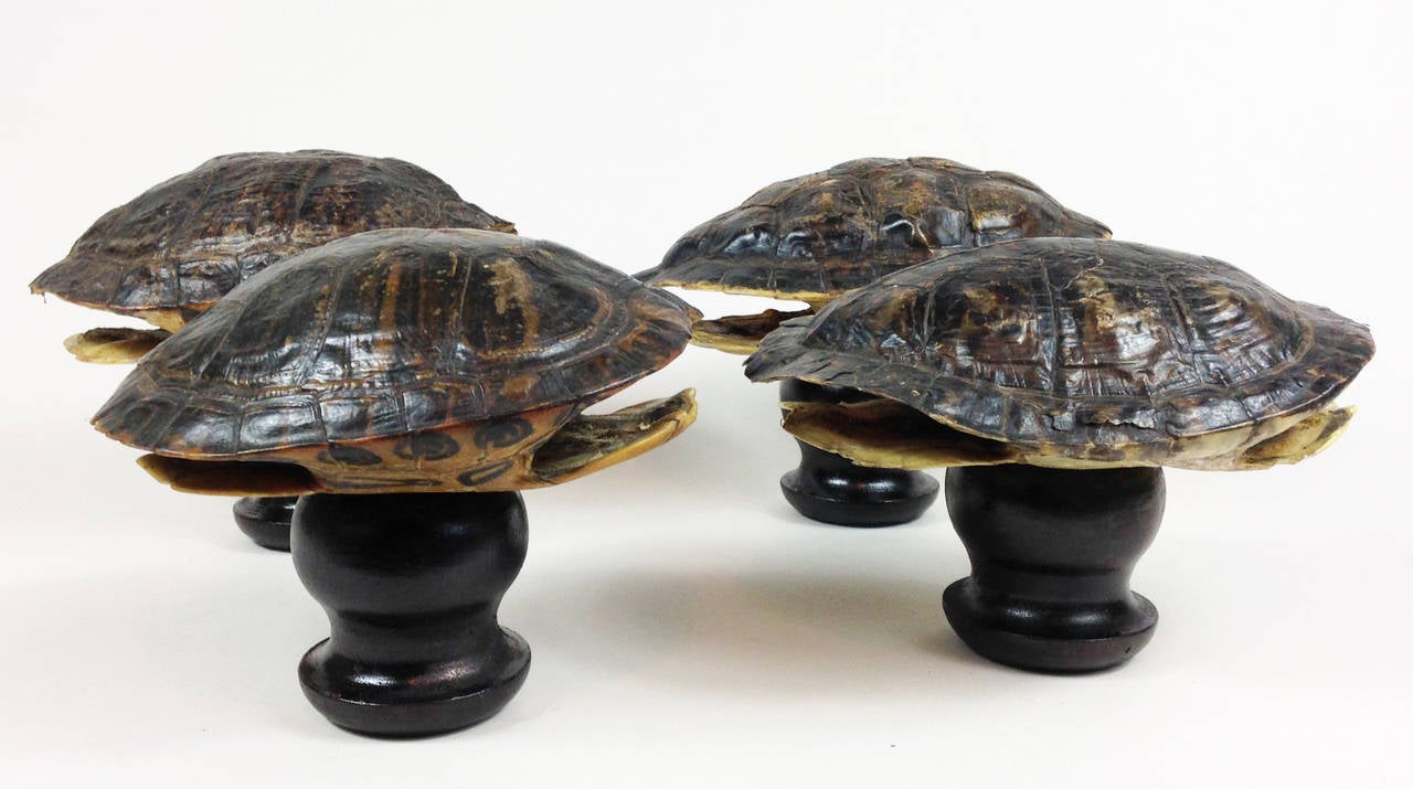 A group of four small tortoise shells.

Each shell is in very good condition with lovely tone and patina. They are all set upon small wooden plinths for display.

Perfect for the cabinet of curiosities. The shells are not fixed to the plinths so