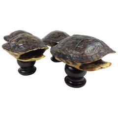 Group of Four Mounted Tortoise Shells